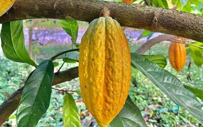 Blog 2 Le cacaoyer : au cœur d’un arbre peu ordinaire